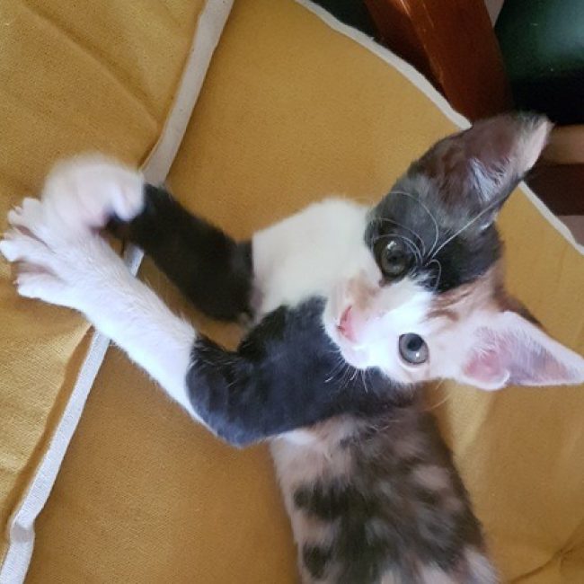 Choupette - Chat Européen à adopter