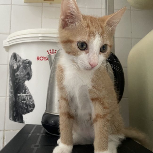 Timon - Chat Européen à adopter