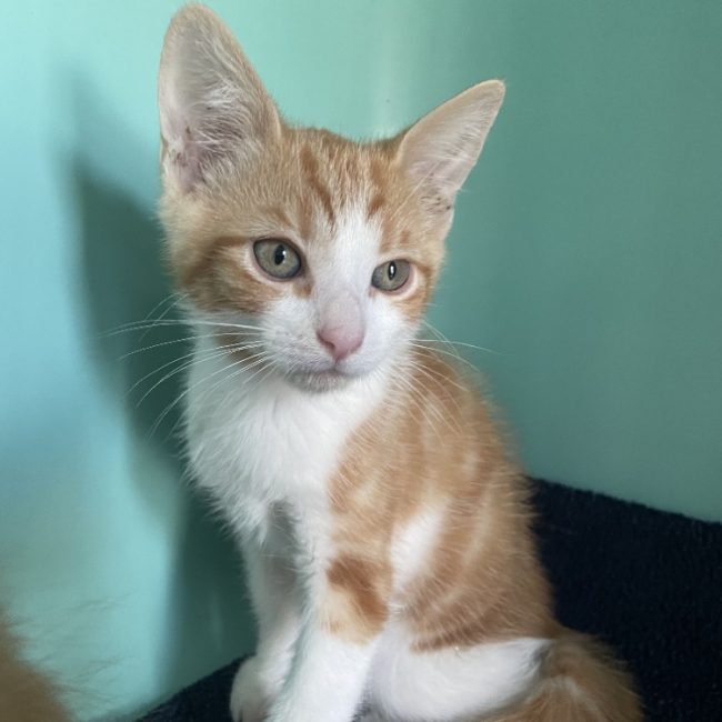 Pumba - Chat Européen à adopter