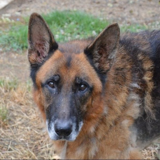 Mango - Chien Berger Allemand à adopter