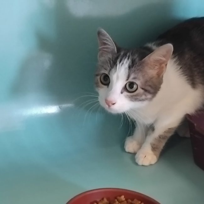 Moon - Chat Européen à adopter