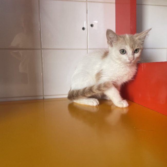 Becky - Chat Européen à adopter