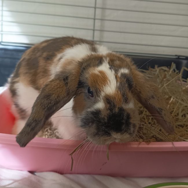 Quebec - Rongeur Lapin à adopter