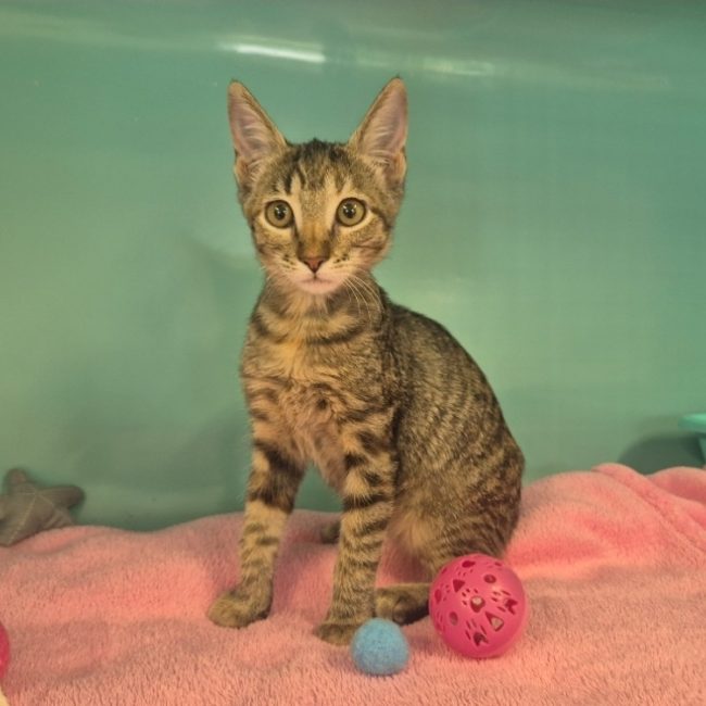 Biscotte - Chat Européen à adopter