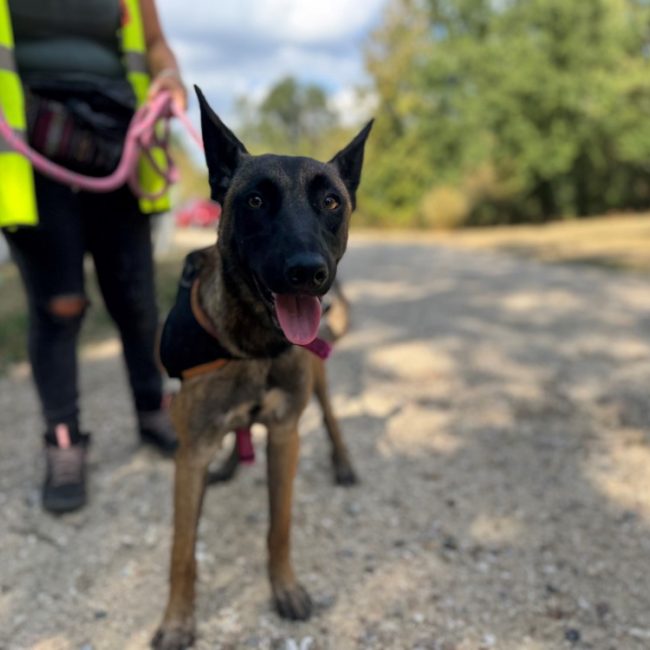 Ymir - Chien Berger Belge Malinois à adopter