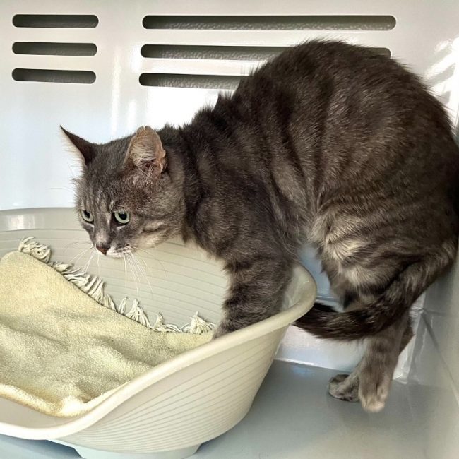 Oggy - Chat Européen à adopter
