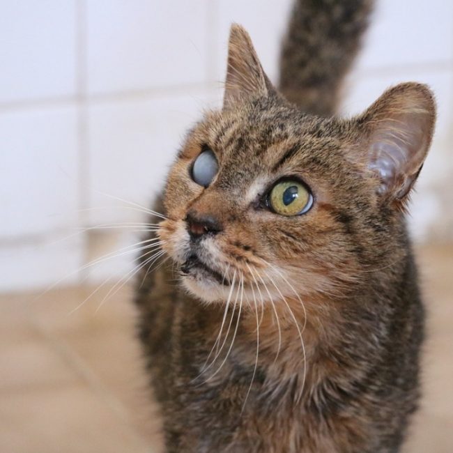 Simba - Chat Européen à adopter