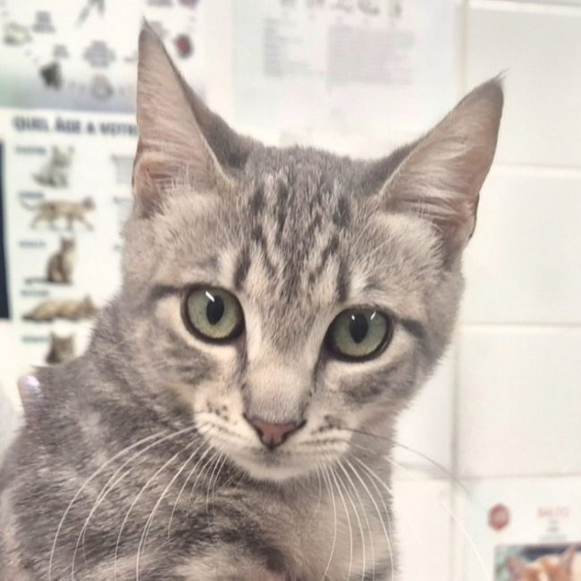 Bacon - Chat Européen à adopter