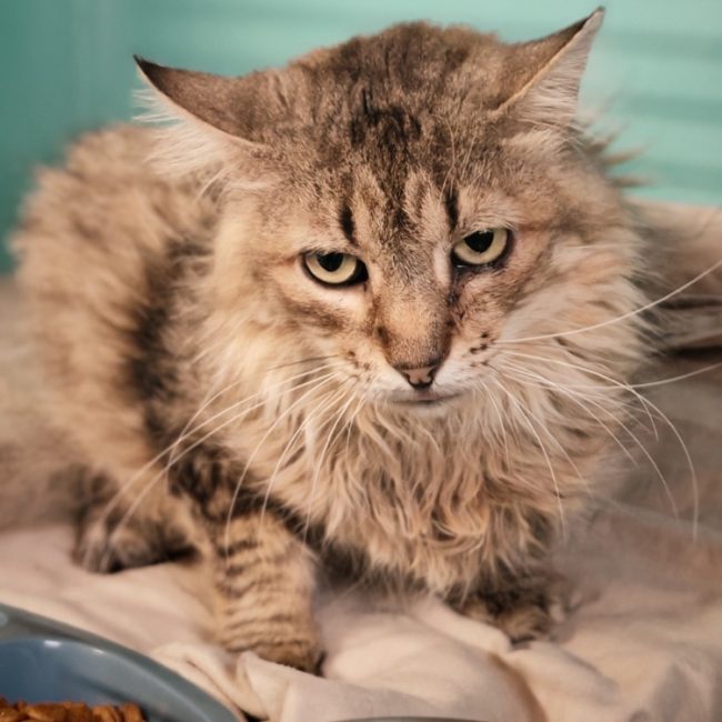 Chatterbox - Chat Européen à adopter
