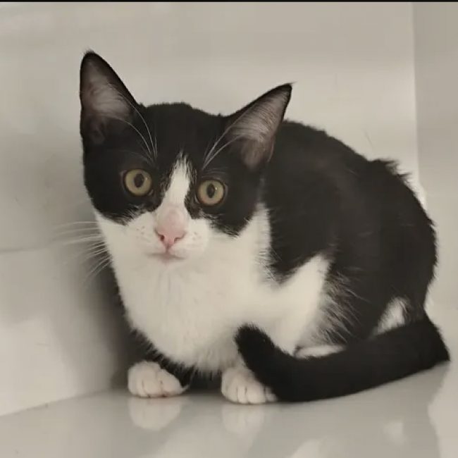 Gala - Chat Européen à adopter