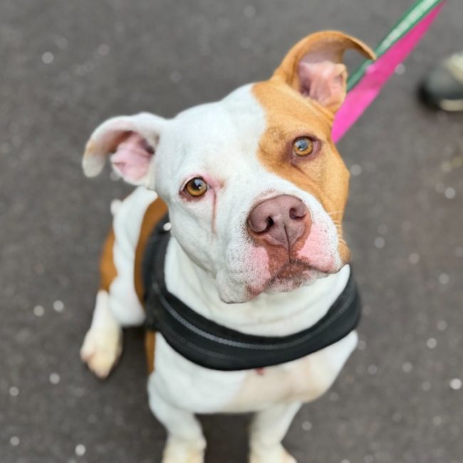Nala - Chien Bouledogue Américain à adopter