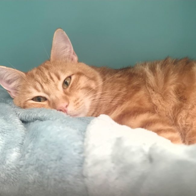 Rousseau - Chat Européen à adopter