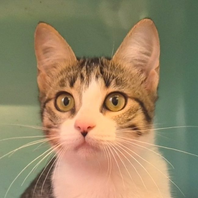 Barbie - Chat Européen à adopter