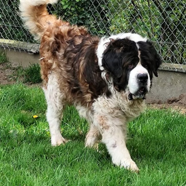 Bernard - Chien à adopter