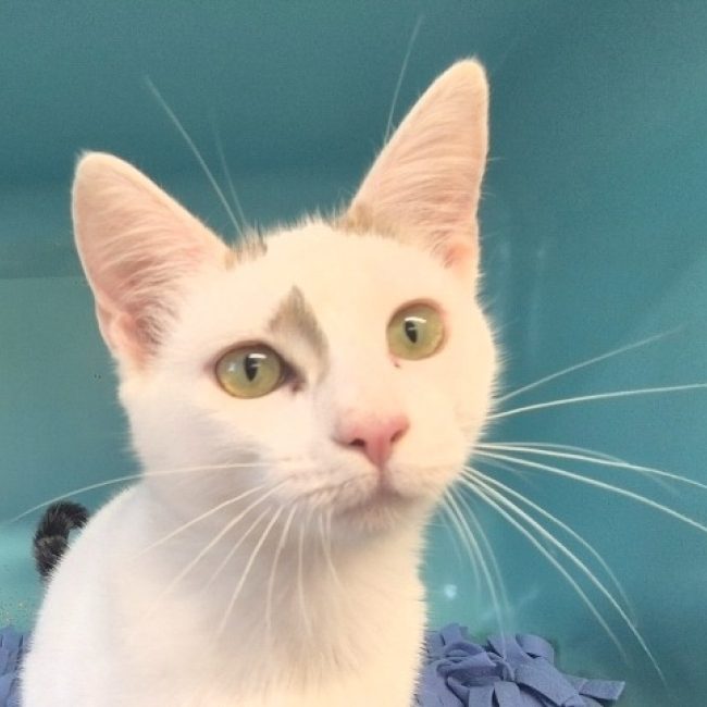 Dolly - Chat Européen à adopter