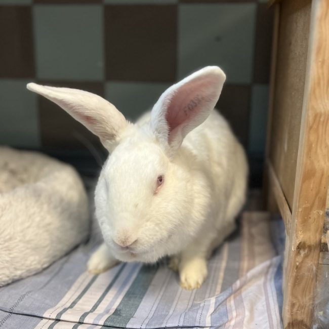 Da shi - Rongeur Lapin à adopter