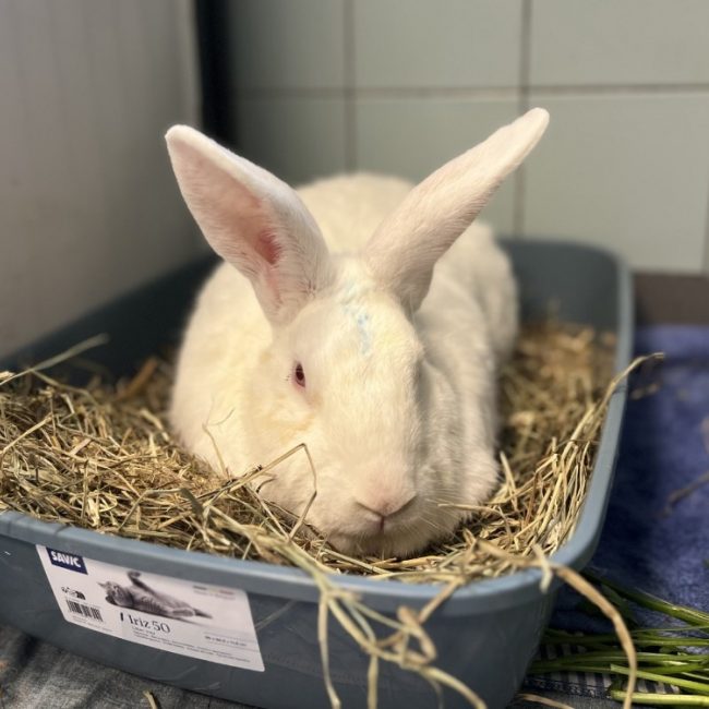 Por lok - Rongeur Lapin à adopter