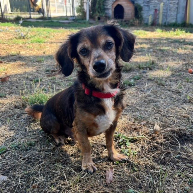 Offenbach - Chien à adopter