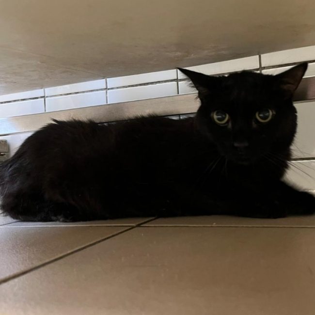 Nounours - Chat Européen à adopter