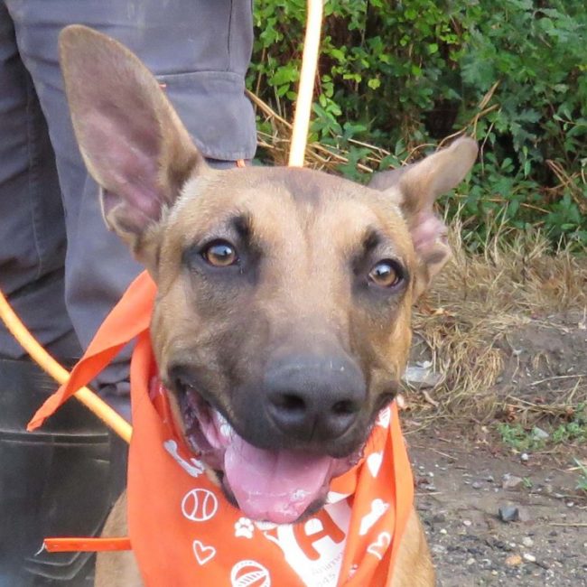 Vane - Chien Berger à adopter