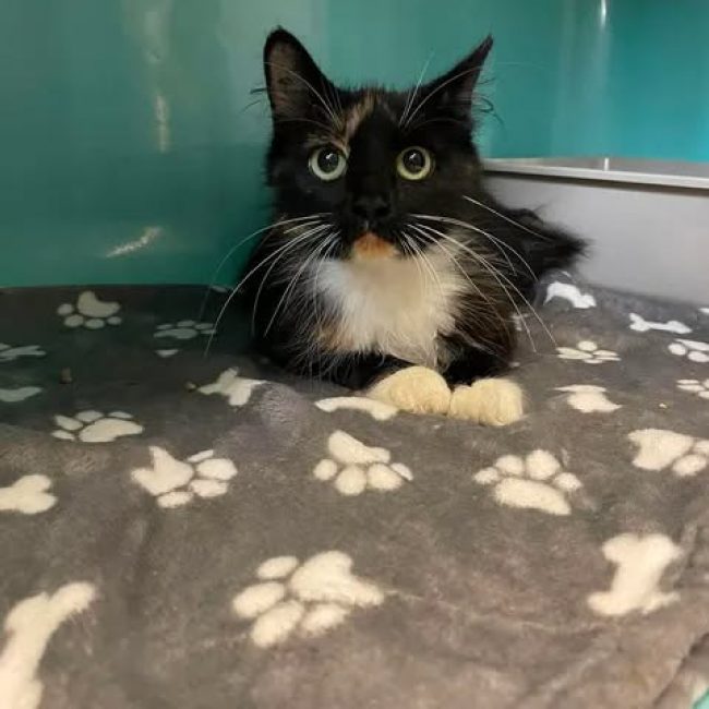 Sybille - Chat Européen à adopter