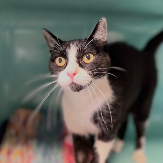 Monsieur - Chat Européen à adopter