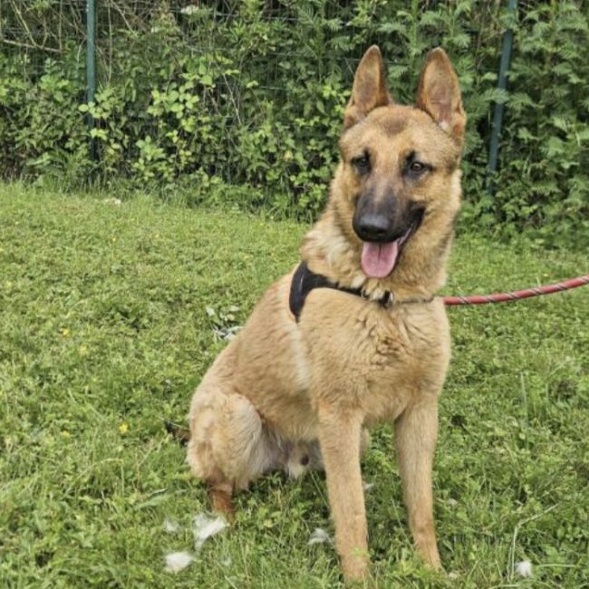 Lithium - Chien à adopter