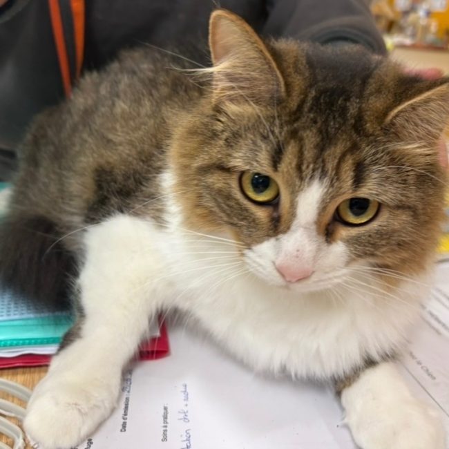 Nemesis - Chat Européen à adopter