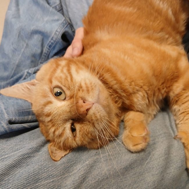 Aspid - Chat Européen à adopter