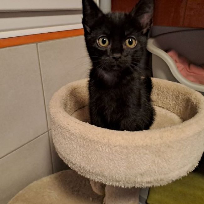 Réservé bakou - Chat Européen à adopter