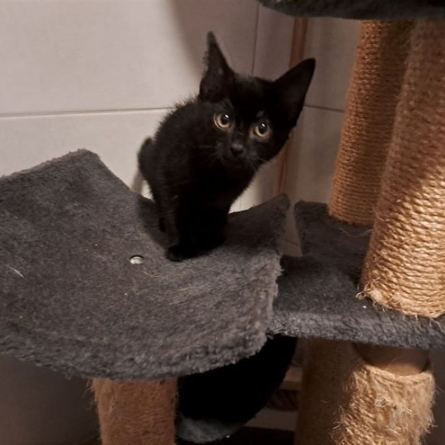 Banjul - Chat Européen à adopter