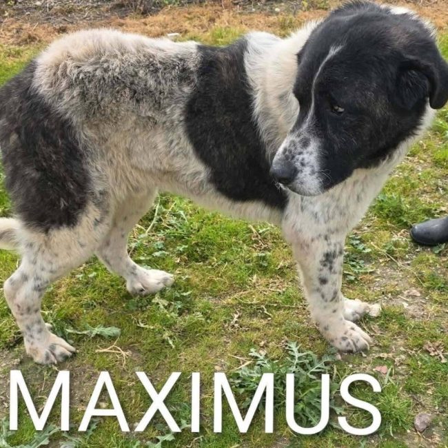 Maximus - Chien à adopter