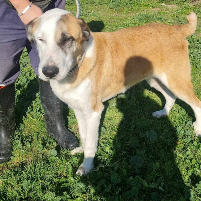 samson - Chien à adopter