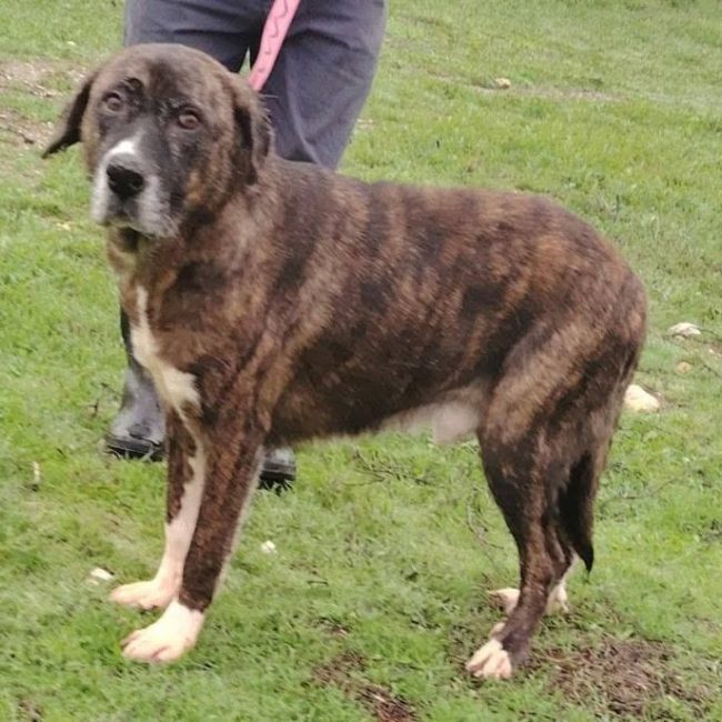 Ralf - Chien à adopter