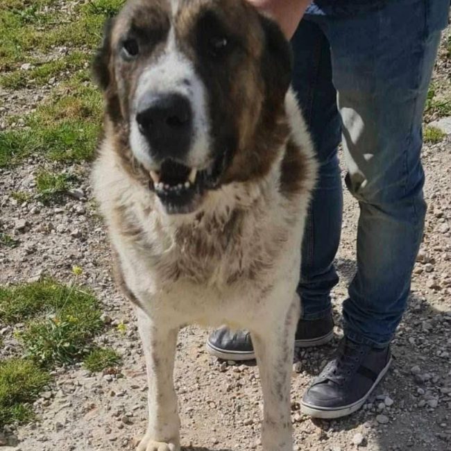 Titan - Chien à adopter