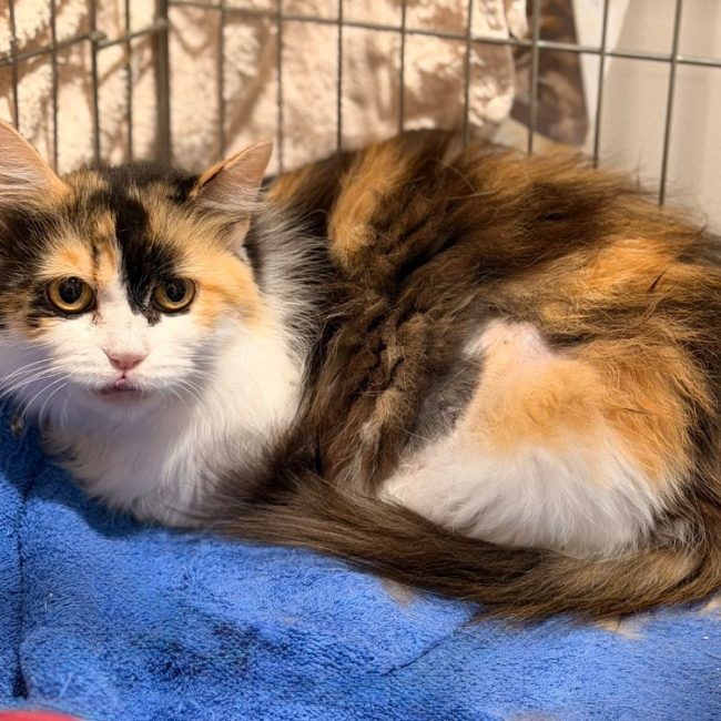 Clara - Chat Européen à adopter