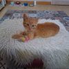 Weasley