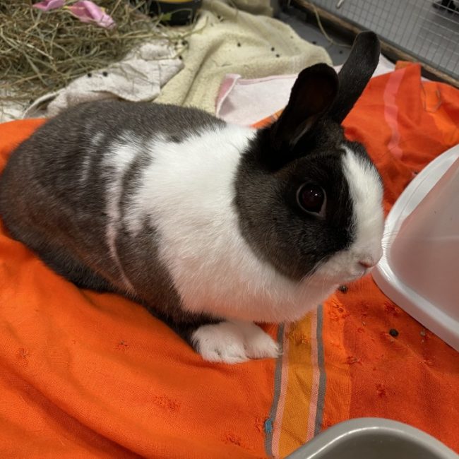 Arya - Rongeur Lapin à adopter