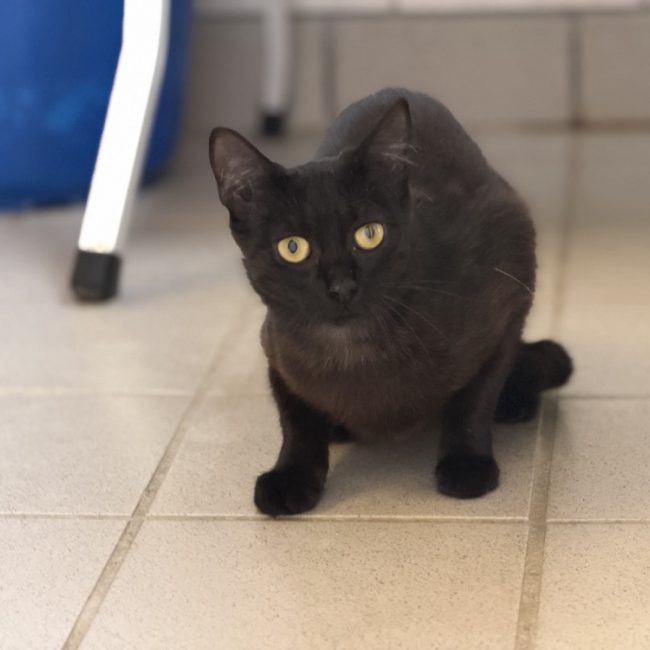 Farfalle - Chat Européen à adopter