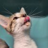 Chai