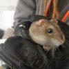Hamsterator