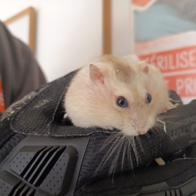 Hamsterminator