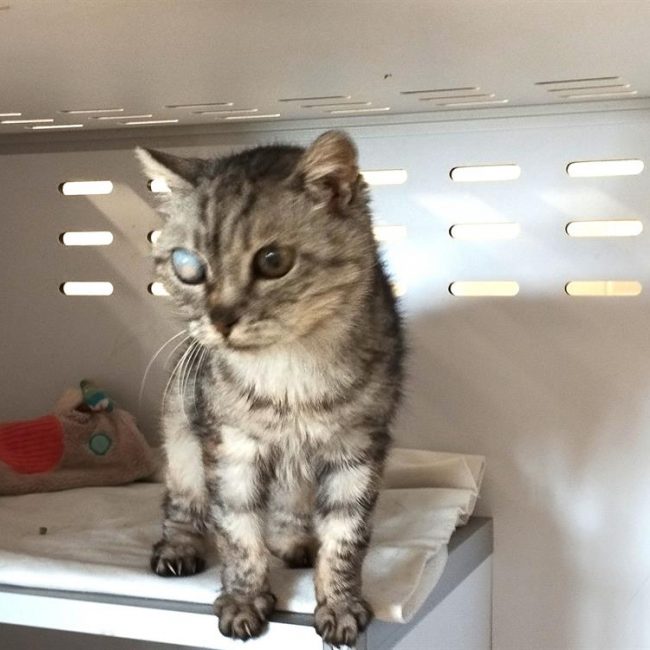 Jaya - Chat Européen à adopter
