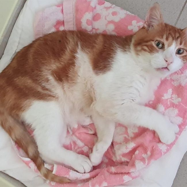 Rouky - Chat Européen à adopter