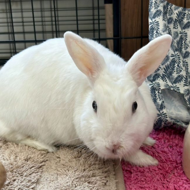 Zeka - Rongeur Lapin à adopter