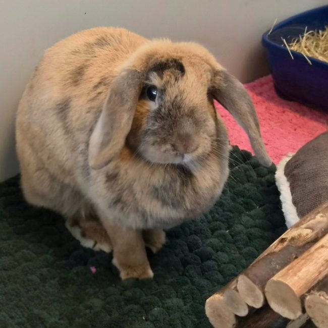 Pistache - Rongeur Lapin à adopter