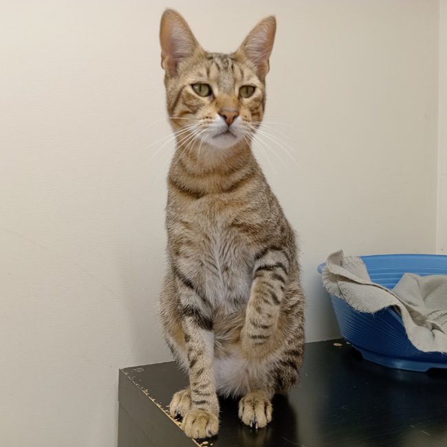 Aloka - Chat Européen à adopter