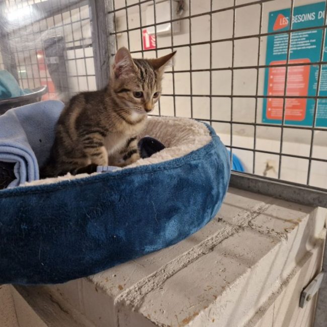 Lucy - Chat Européen à adopter
