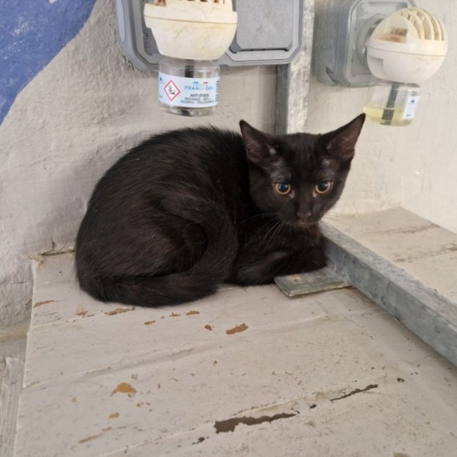 Miss marple - Chat Européen à adopter