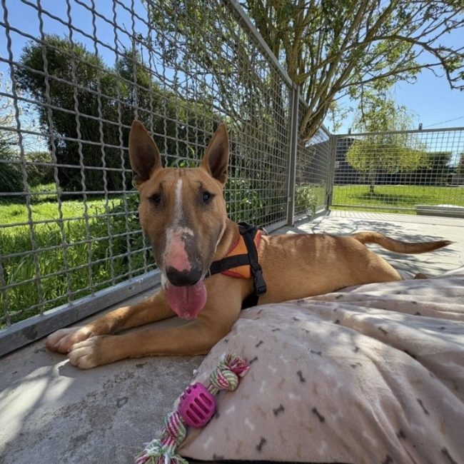 Vino - Chien Bull Terrier à adopter